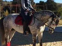 Se vende caballo de Doma Clasica, Pura Raza Lusitano