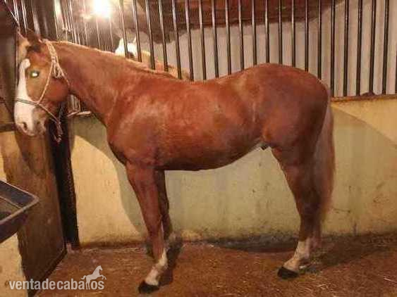 Hanoveriano cuarto milla