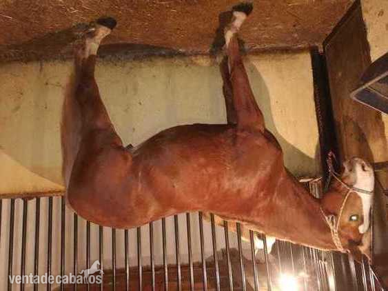 Hanoveriano cuarto milla {TYPE}
