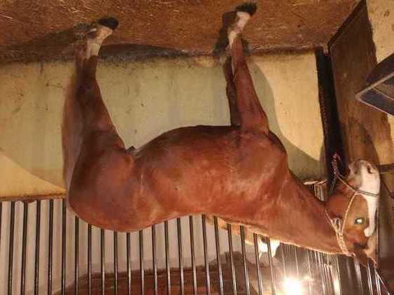 Hanoveriano cuarto milla {TYPE}
