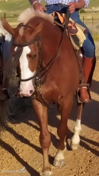 Caballos Capados Hanoveriano cuarto milla - Potro hanoveriano cuarto milla 