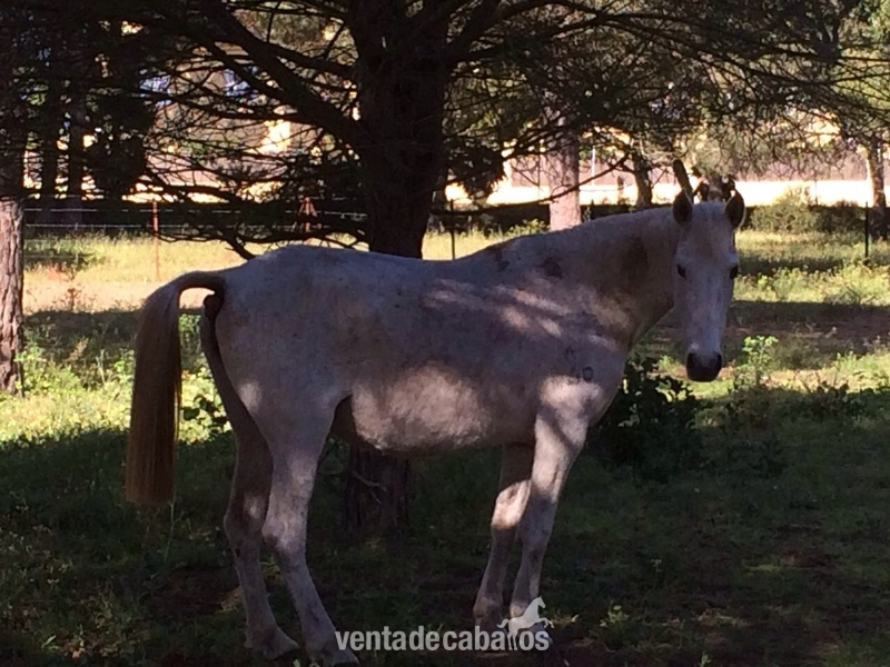 Pura Raza Española