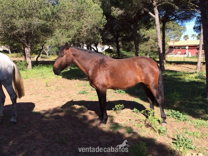 Pura Raza Española {TYPE}