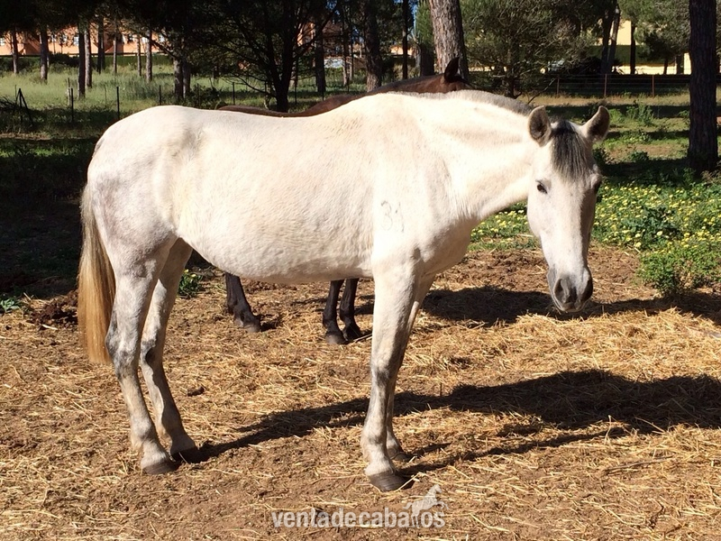 Yeguas Pura Raza Española - Vendo/ Cambio 4 Yeguas PRE