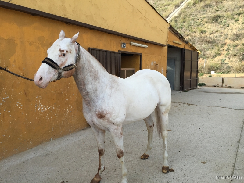  Venta Caballo APPALOOSA Ramaderia GV MACHO