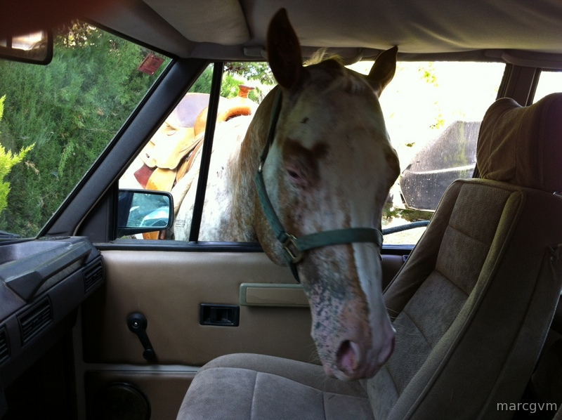Venta Caballo APPALOOSA Ramaderia GV MACHO - Caballos Enteros in 