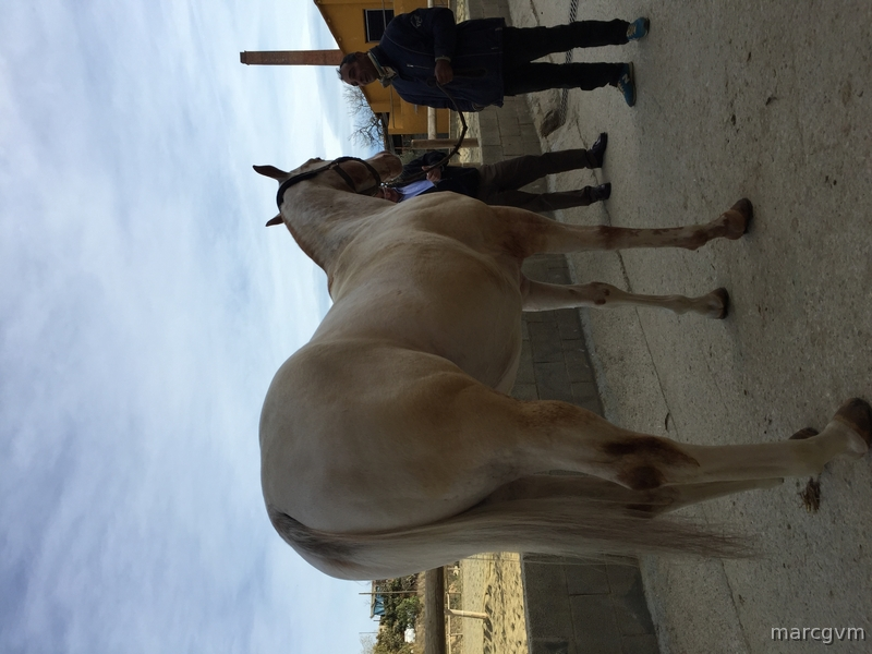 Appaloosa