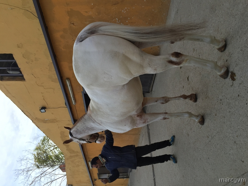 Appaloosa {TYPE}