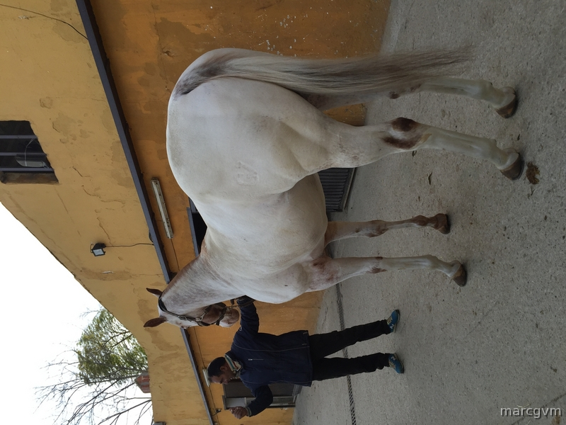 Caballos Enteros Appaloosa - Venta Caballo APPALOOSA Ramaderia GV MACHO