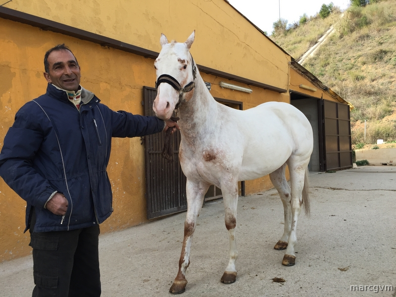 Venta Caballo APPALOOSA Ramaderia GV MACHO - Caballos Enteros Appaloosa