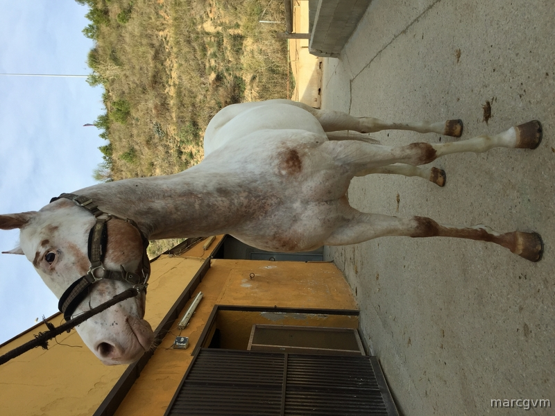 Venta Caballo APPALOOSA Ramaderia GV MACHO - Appaloosa