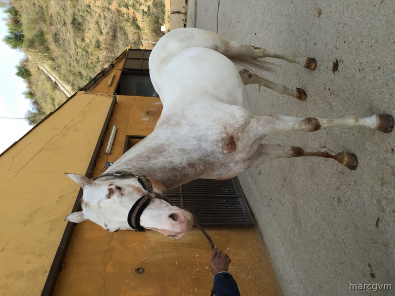 Venta Caballo APPALOOSA Ramaderia GV MACHO - Caballos Enteros