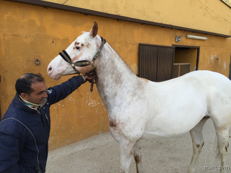 Venta Caballo APPALOOSA Ramaderia GV MACHO