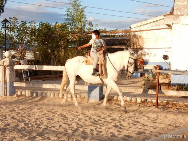 YEGUA ESPAÑOLA MUY MANSA - Yeguas
