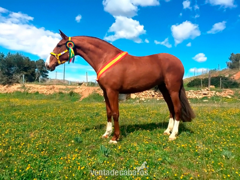 Caballos Pura Raza Española (P.R.E.) Pura Raza Española - Campeona de Cataluña y Sub-Campeona de Europa en Movimientos