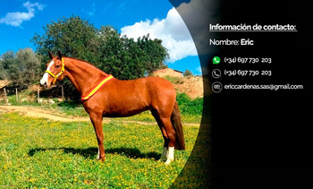 Campeona de Cataluña y Sub-Campeona de Europa en Movimientos