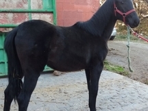 POTRA DE PURA RAZA ESPAÑOLA