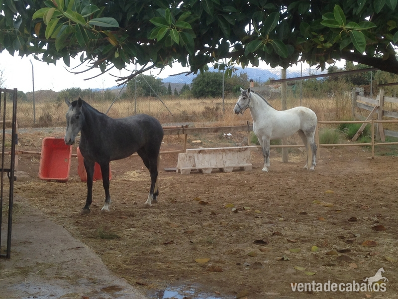 Andaluz