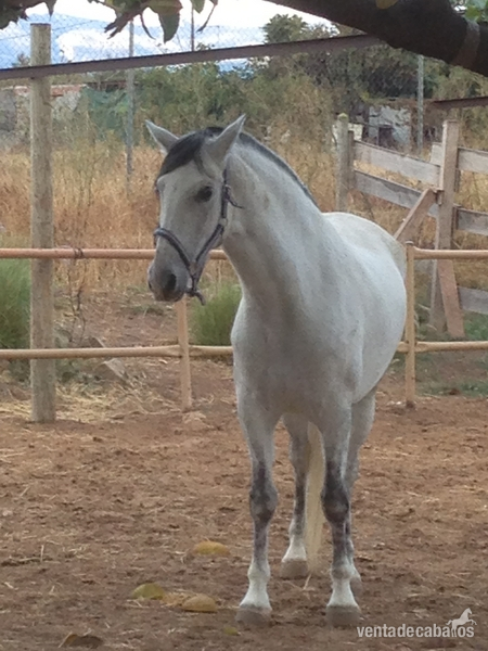 Andaluz {TYPE}