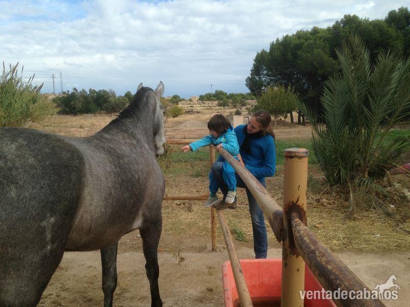 Caballos Pura Raza Española (P.R.E.) Andaluz - VENDO O CAMBIO