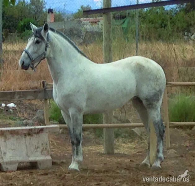 VENDO O CAMBIO - Caballos Pura Raza Española (P.R.E.) Andaluz