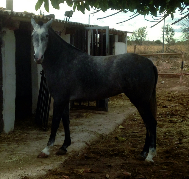 VENDO O CAMBIO - Andaluz