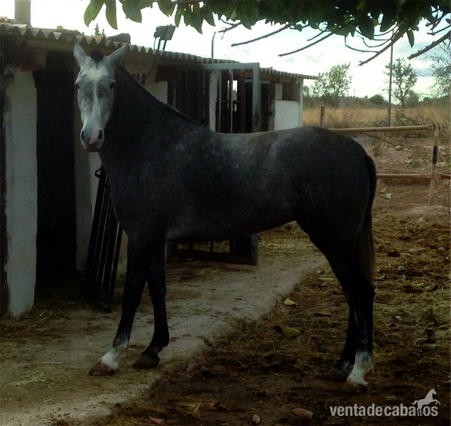 VENDO O CAMBIO - Andaluz