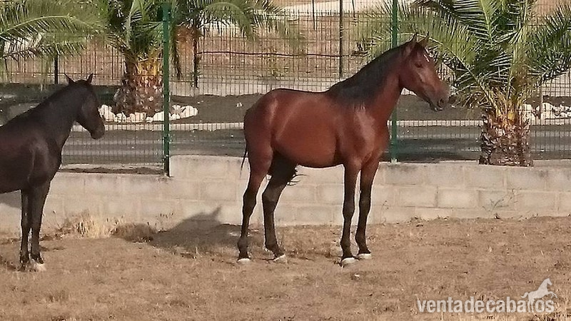 EXCELENTE POTRO PE DE CUARENTA MESES in 