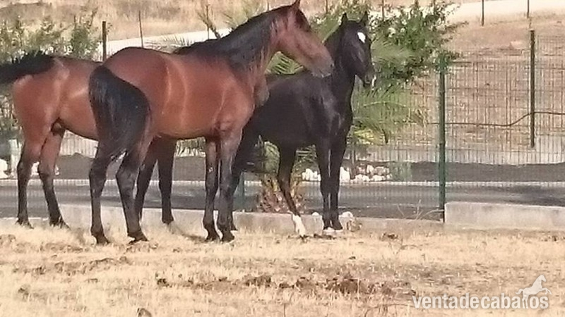 Pura Raza Española {TYPE}