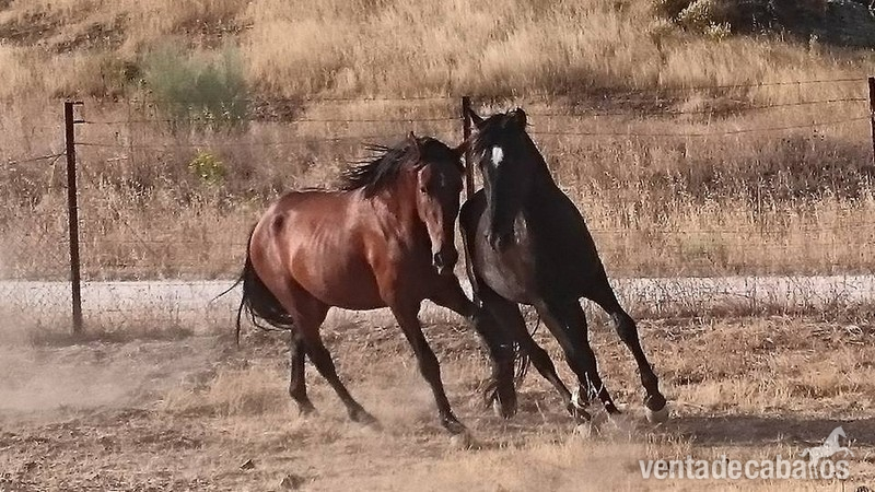 Caballos Pura Raza Española (P.R.E.) Pura Raza Española - EXCELENTE POTRO PE DE CUARENTA MESES