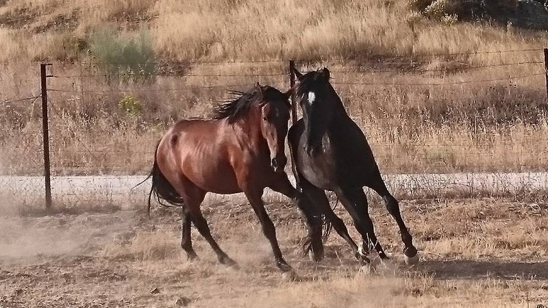 Caballos Pura Raza Española (P.R.E.) Pura Raza Española - EXCELENTE POTRO PE DE CUARENTA MESES