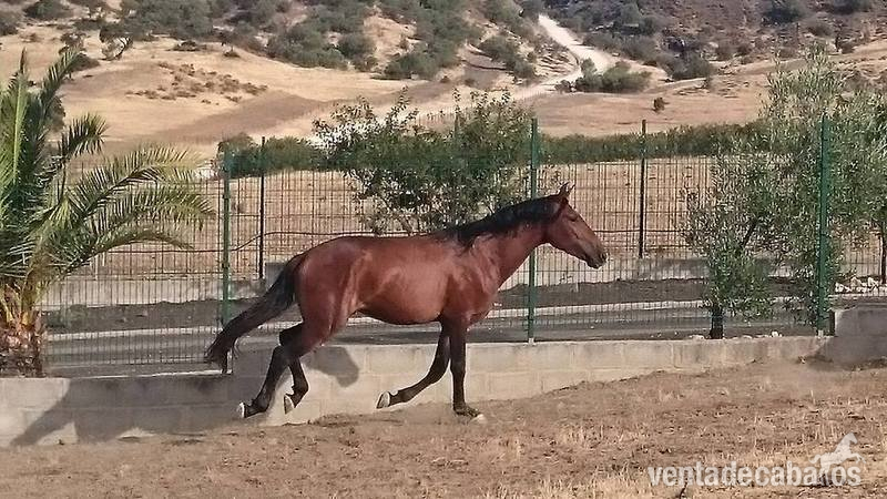 EXCELENTE POTRO PE DE CUARENTA MESES - Caballos Pura Raza Española (P.R.E.) Pura Raza Española