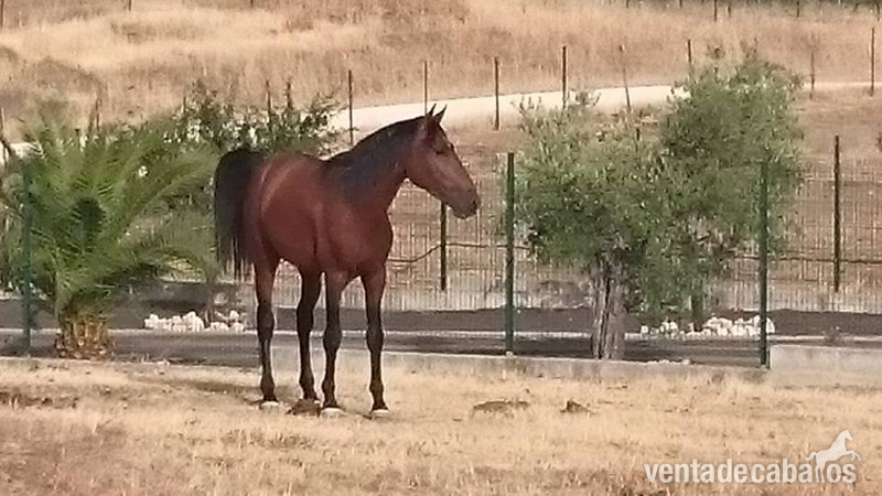 EXCELENTE POTRO PE DE CUARENTA MESES - Caballos Pura Raza Española (P.R.E.)