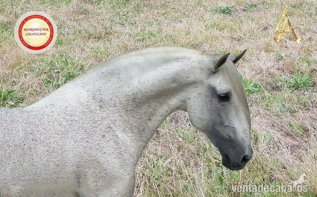 Caballo Semental calificado in 
