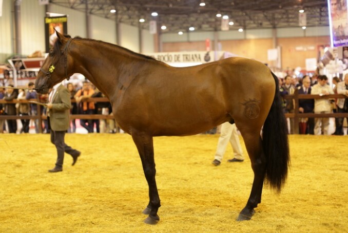 Caballo Semental calificado - Caballos Pura Raza Española (P.R.E.) in 
