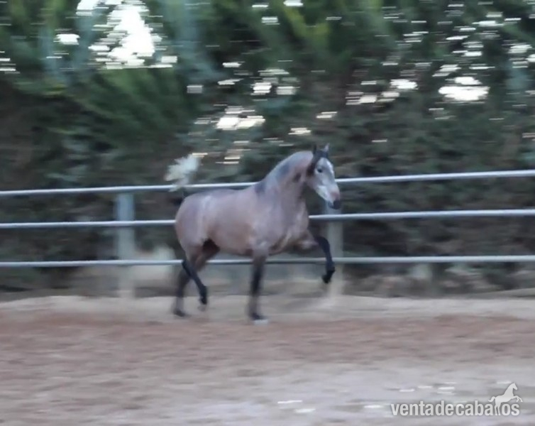 Caballo Semental calificado - Caballos Pura Raza Española (P.R.E.)