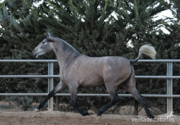 Caballo Semental calificado 