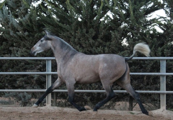 Caballo Semental calificado 