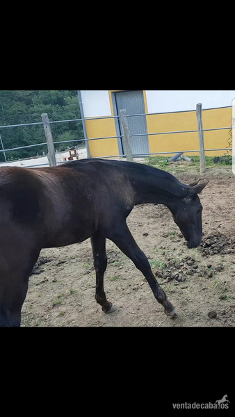 Caballos Pura Raza Española (P.R.E.) - Caballo Semental calificado in 