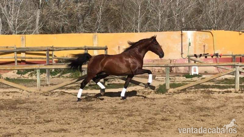 Caballos Pura Raza Española (P.R.E.) - Caballo Semental calificado