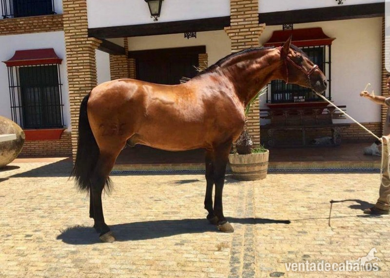 Caballos Pura Raza Española (P.R.E.) Pura Raza Española - Caballo Semental calificado
