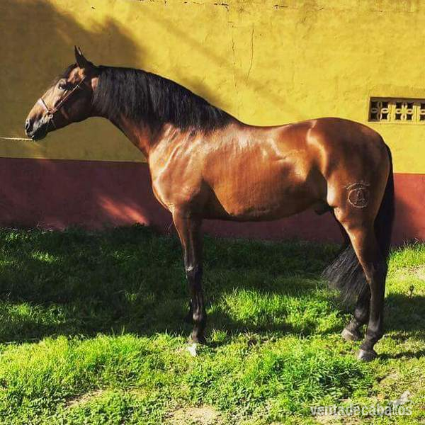 Caballo Semental calificado - Caballos Pura Raza Española (P.R.E.) Pura Raza Española