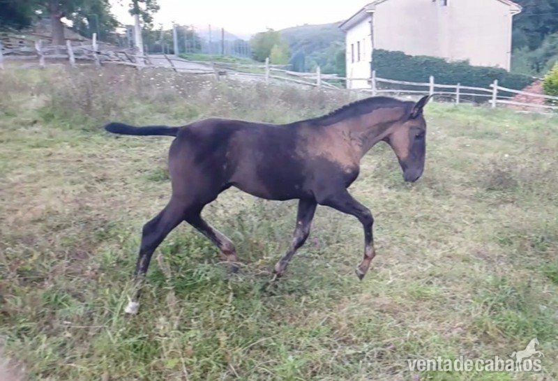 Caballo Semental calificado - Pura Raza Española