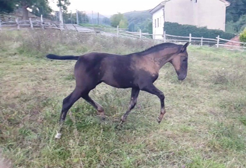 Caballo Semental calificado - Pura Raza Española
