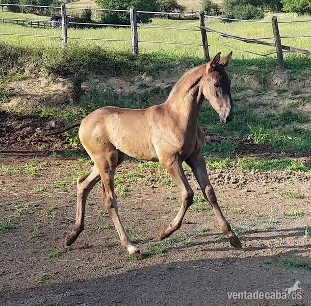 Caballo Semental calificado - Caballos Pura Raza Española (P.R.E.)