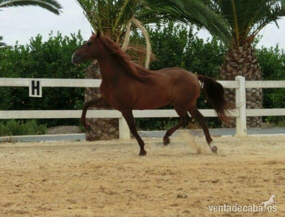 Caballo Semental calificado