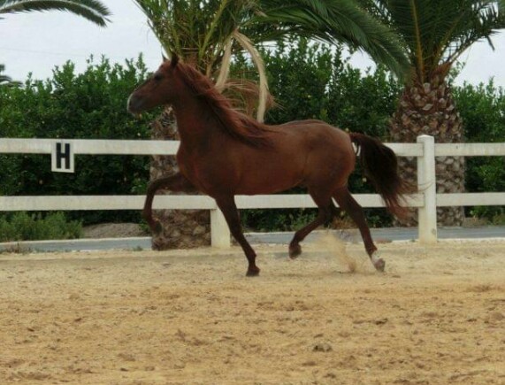 Caballo Semental calificado