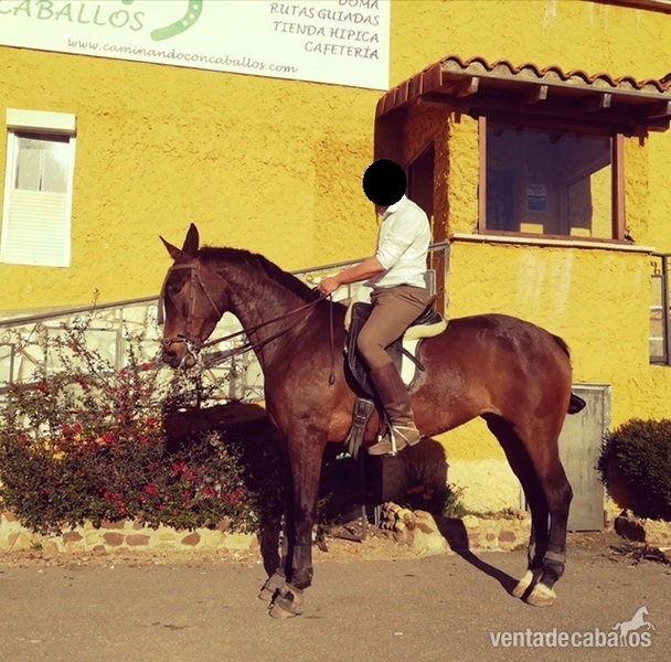  CABALLOS DE DEPORTE in 