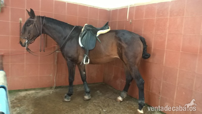Yeguas Pura Raza Española -  CABALLOS DE DEPORTE