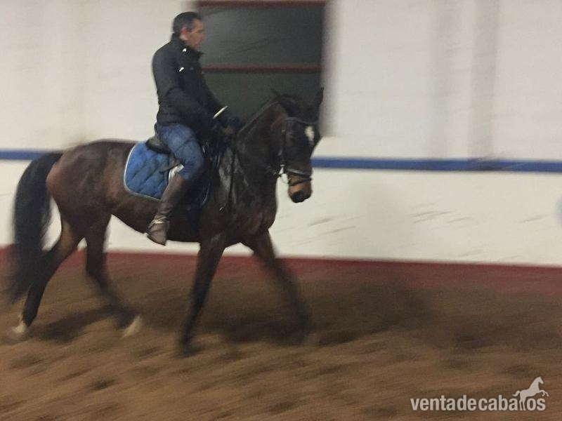  CABALLOS DE DEPORTE - Yeguas Pura Raza Española